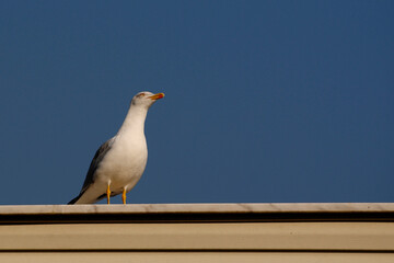 Obraz premium seagull on a roof