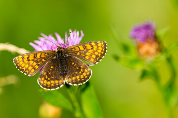 Wachtelweizen-Scheckenfalter (Melitaea athalia)
