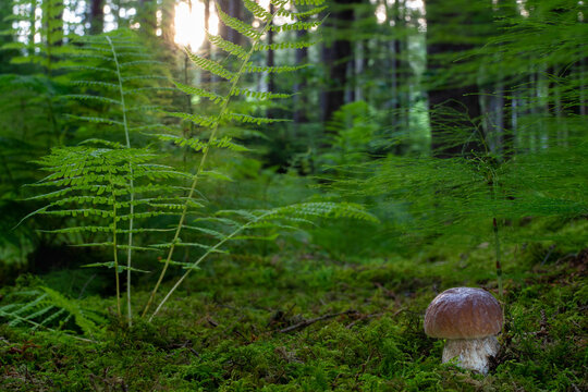 Romantic sunset in the forest with Boletus edulis mushroom. Beautiful green forest with fern, moss and edible wild fungus - penny bun, cep, porcino or porcini.