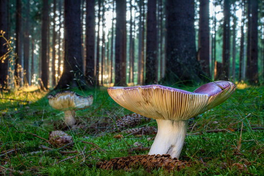 Red Russula vinosa mushrooms in the forest with sunlight.
Darkening brittlegill mushroom with sunset and forest trees in the background.