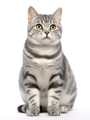 Obraz premium American Shorthair Cat Studio Shot Isolated on Clear Background