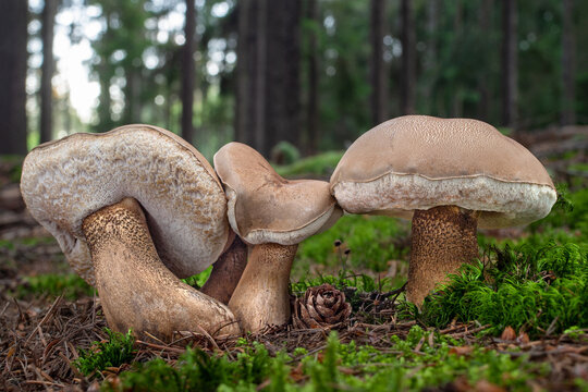 Inedible wild mushrooms Tylopilus felleus in the coniferous spruce forest. Known as Bitter Bolete. 