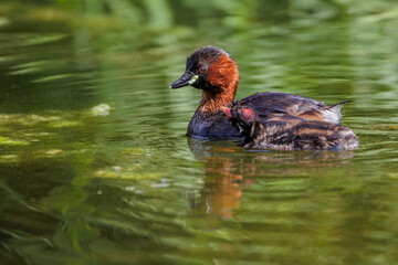 Zwergtaucher (Tachybaptus ruficollis) mit Jungen