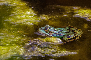 Teichfrosch (Rana esculenta)