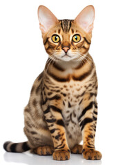 Fototapeta premium Bengal Cat Studio Shot Isolated on Clear Background