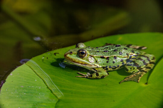 Teichfrosch (Rana esculenta)