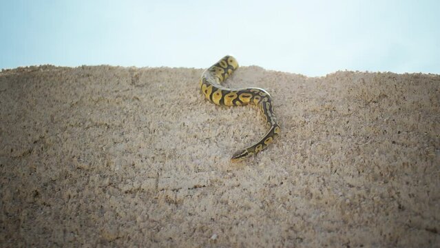 Amazing snake in the middle of desert moving slowly through the sand