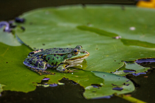 Teichfrosch (Rana esculenta)