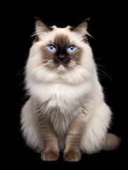 Birman Cat Studio Shot Isolated on Clear Background