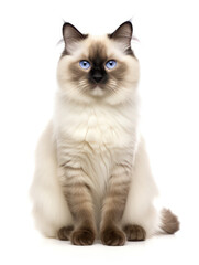 Birman Cat Studio Shot Isolated on Clear Background