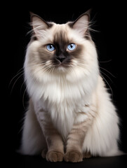 Fototapeta premium Birman Cat Studio Shot Isolated on Clear Background