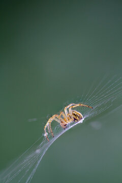 Close-up of a little  spider (aranea) in its cobweb
