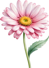 Watercolor paintings of Daisy flowers. - obrazy, fototapety, plakaty