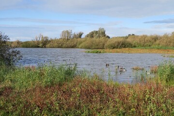 Auf dem See Berkenplas auf der holländischen Nordseeinsel Schiermonnikoog schwimmen Enten.