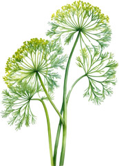 Obraz premium Watercolor paintings of Dill flowers. 