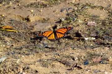 butterfly on the ground