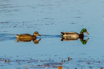 ducks in the water