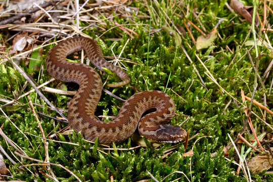 junge Kreuzotter // juvenile Common Adder (Vipera berus) - S&uuml;d-Schweden
