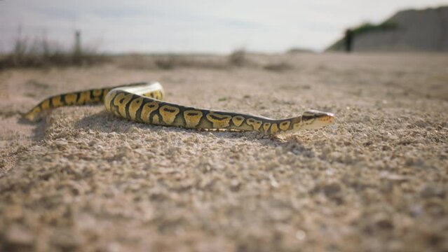 Venomous snake very beautiful capture in the middle of the desert slithering across the sand