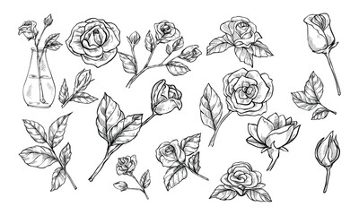 rose flowers handdrawn collection