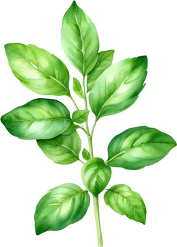 Watercolor paintings of basil and flowers. 