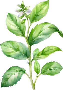 Watercolor paintings of basil and flowers. 