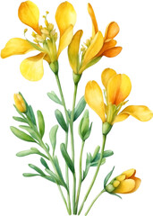 Watercolor paintings of Bird’s foot trefoil flowers. 
