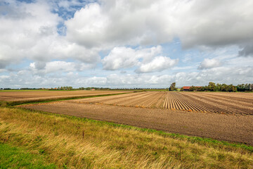 Agricultural polder landscape with the crop in converging rows on the field. The photo was taken on...
