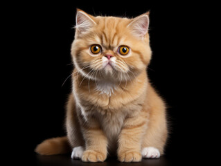 Exotic Shorthair Cat Studio Shot Isolated on Clear Background