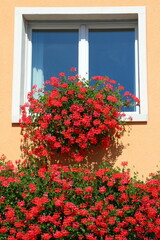 red geranium flowers blooming on the balcony in summer