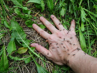 person s hand with black ants above that bite and sting and cause tingling and discomfort
