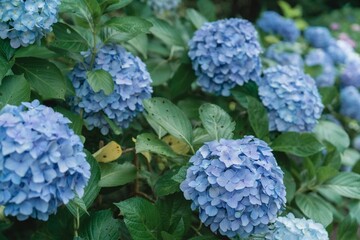 ６月の満開の紫陽花