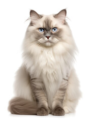 Ragdoll Cat Studio Shot Isolated on Clear Background