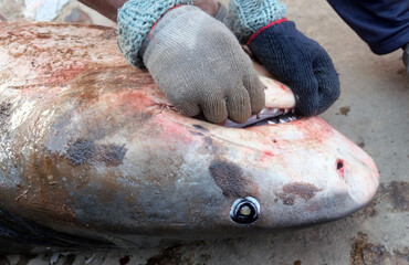 Every year fishermen catch sharks while fishing in the sea. Fishermen sell sharks at local markets. By doing this, sharks are disappearing from the sea.shark in local market.