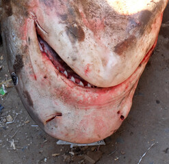 Every year fishermen catch sharks while fishing in the sea. Fishermen sell sharks at local markets....