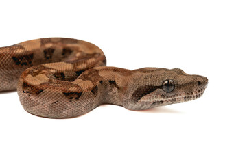Naklejka premium Mesmerizing Boa Constrictor Close-Up: Exotic Wildlife on White Background