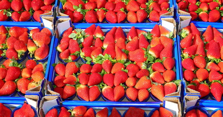 baskets of ripe red strawberries for sale in the fruit and vegetable market in spring