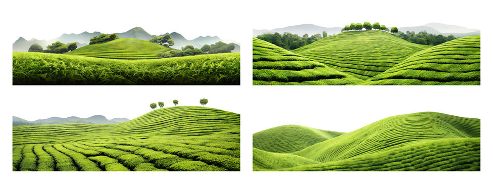 Set of tea plantations, cut out