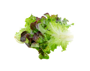 lettuce leaves transparent png