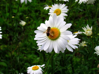 Fototapeta premium A bee on a daisy in the garden
