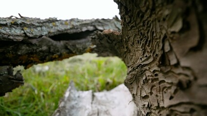 Macro shoot under the pine tree. Under the bark of a tree, macro photography.