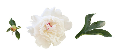 Set of white peony flower, bud and leaves isolated on white or transparent background