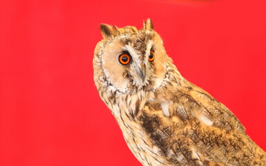 nocturnal long-eared owl bird with large eyes with a red background