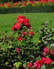 roses with thorns in the rose garden of the public park garden blooming in summer