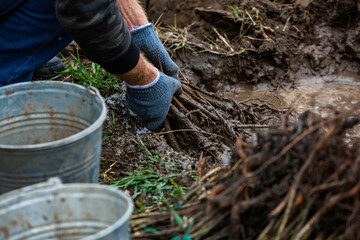 Naklejka premium Small saplings of trees that are prepared for planting a forest.