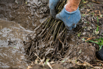 Small saplings of trees that are prepared for planting a forest.