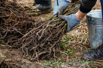 Small saplings of trees that are prepared for planting a forest.