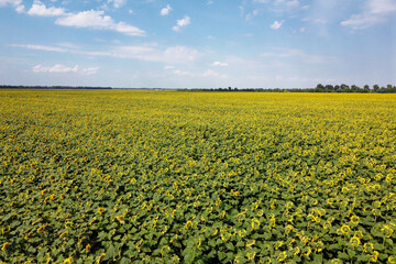 A picturesque field of sunflowers under a blue sky, aerial view. A farm field on a hot summer day, landscape.