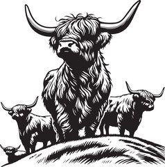 Highland cattle vector illustration - obrazy, fototapety, plakaty