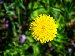 The image highlights the stunning allure of a vivid yellow dandelion flower, blooming against a...